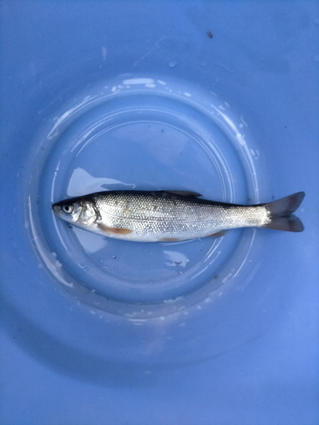 質問に添付された魚の写真