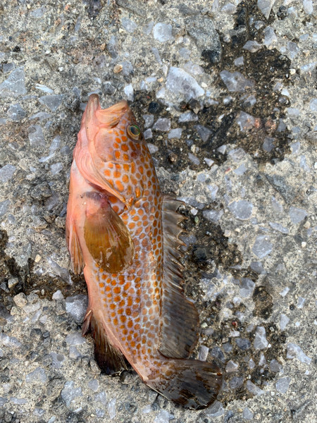 質問に添付された魚の写真