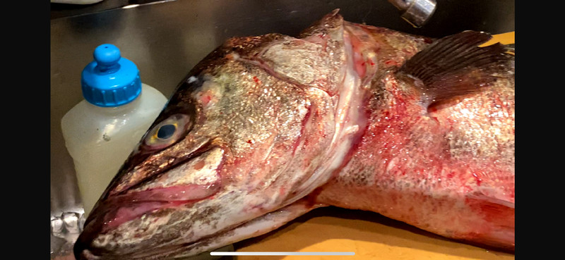 質問に添付された魚の写真