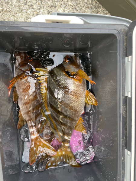 質問に添付された魚の写真
