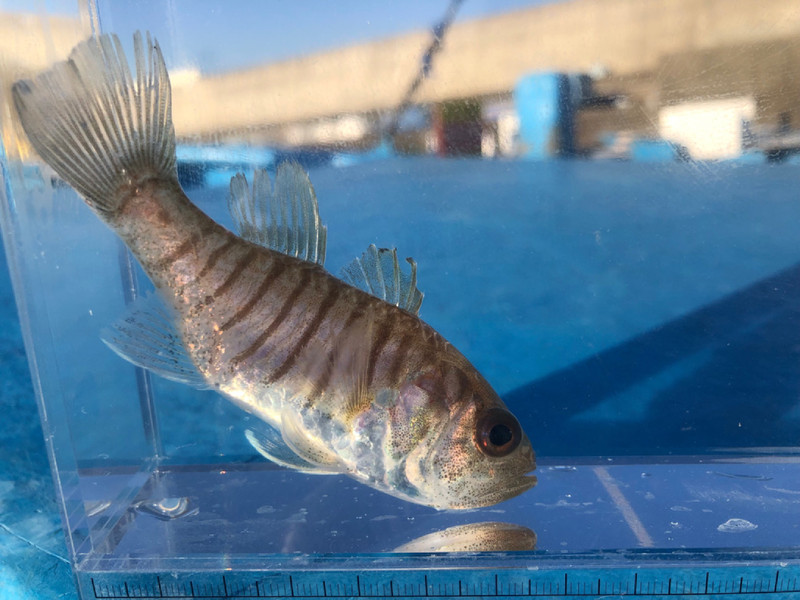 質問に添付された魚の写真