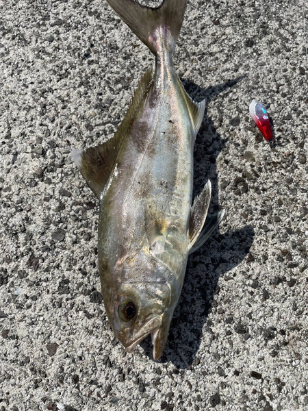 質問に添付された魚の写真