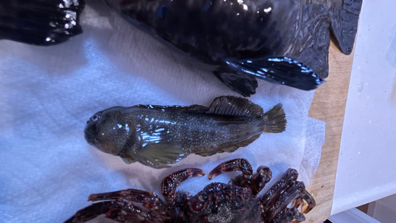 質問に添付された魚の写真