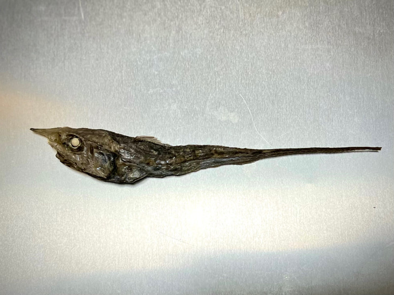 質問に添付された魚の写真