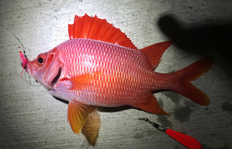 質問に添付された魚の写真