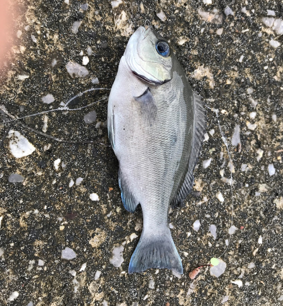質問に添付された魚の写真