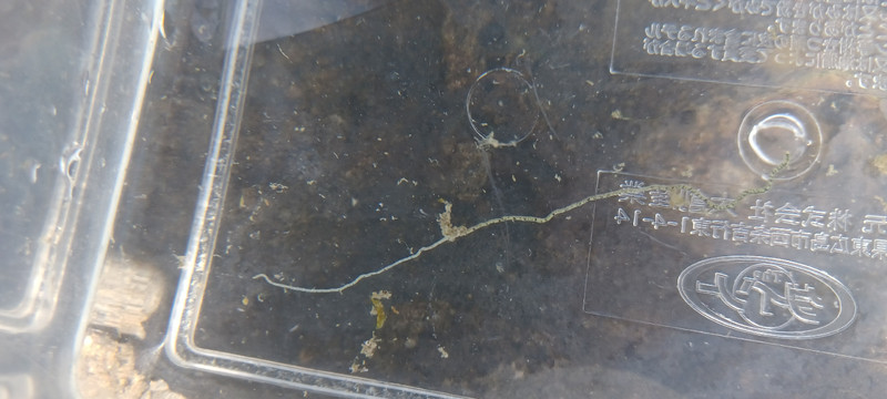 質問に添付された魚の写真