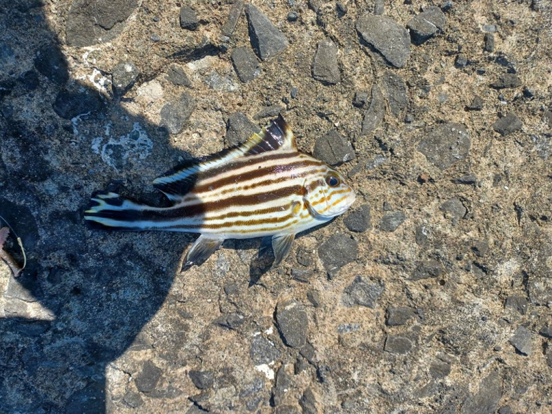 質問に添付された魚の写真