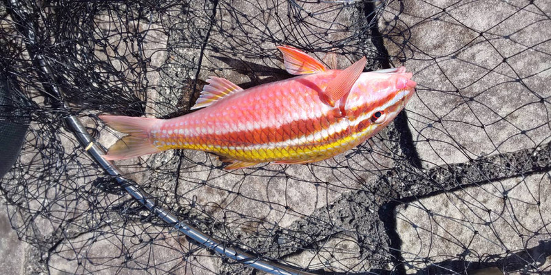 質問に添付された魚の写真