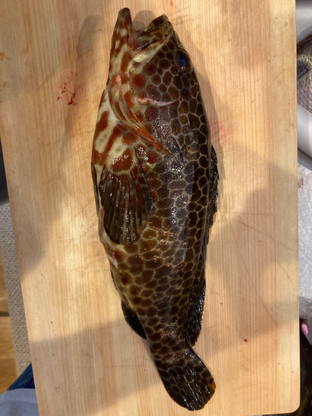 質問に添付された魚の写真