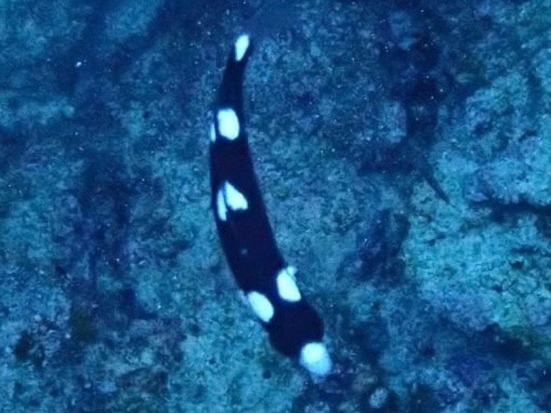 質問に添付された魚の写真