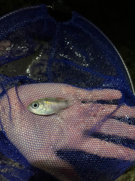 質問に添付された魚の写真