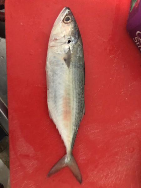質問に添付された魚の写真