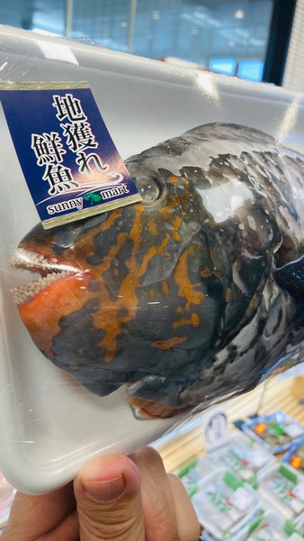 質問に添付された魚の写真