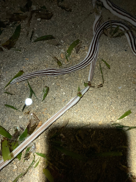 質問に添付された魚の写真