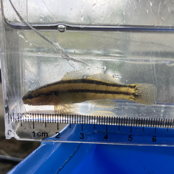 質問に添付された魚の写真