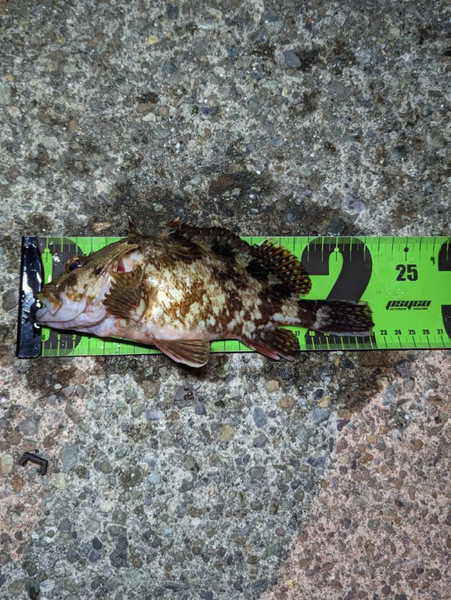 質問に添付された魚の写真