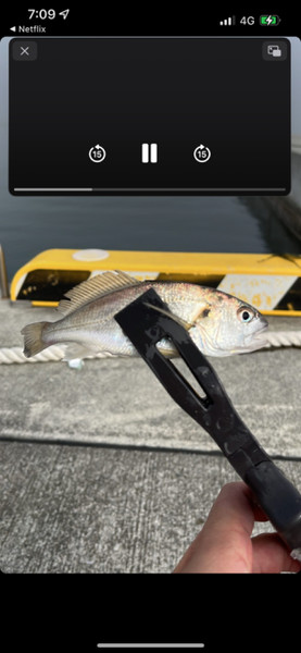 質問に添付された魚の写真