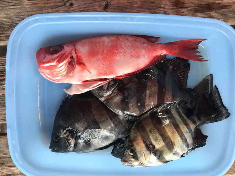 質問に添付された魚の写真