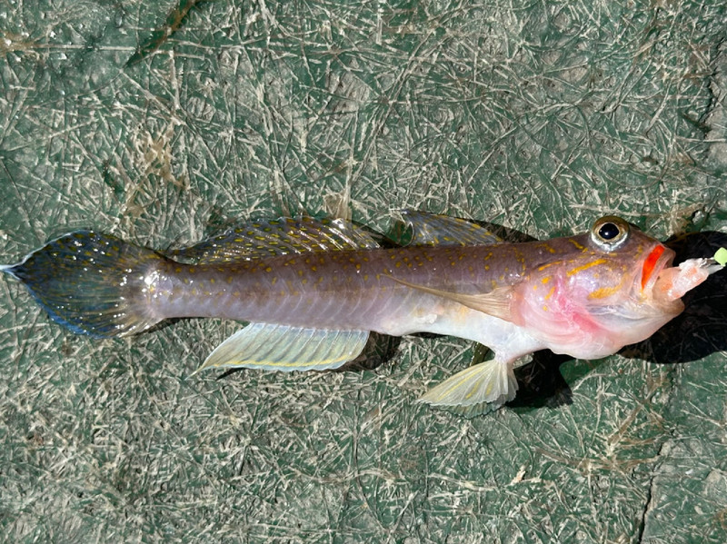質問に添付された魚の写真