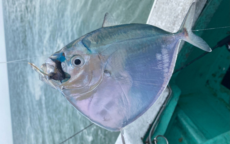 質問に添付された魚の写真