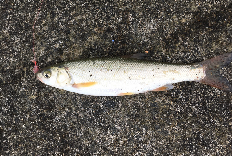 質問に添付された魚の写真