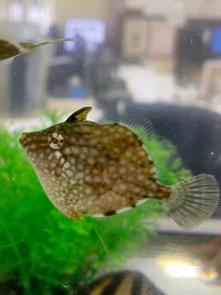 質問に添付された魚の写真