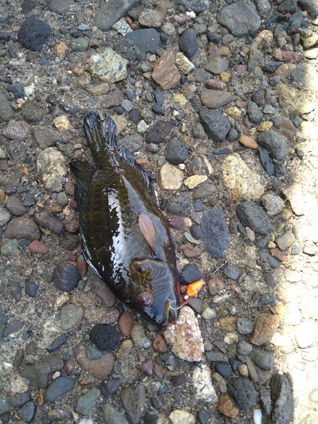 質問に添付された魚の写真