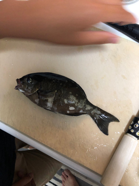質問に添付された魚の写真