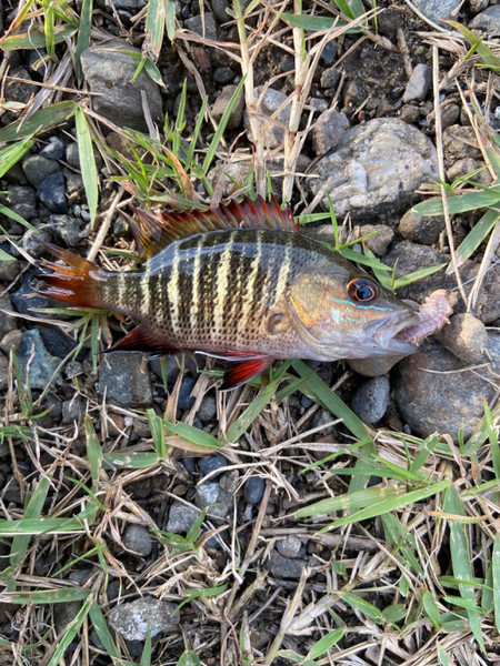 質問に添付された魚の写真