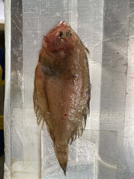 質問に添付された魚の写真