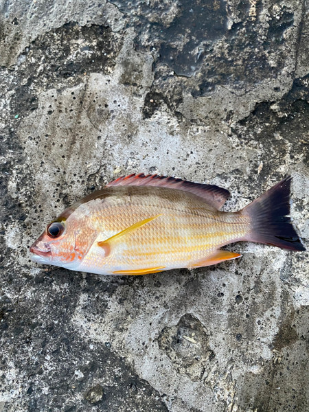 質問に添付された魚の写真