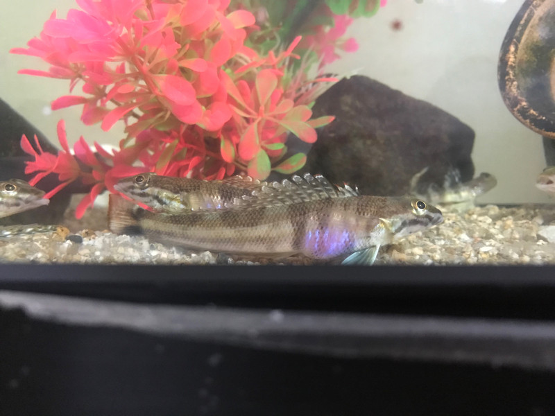 質問に添付された魚の写真