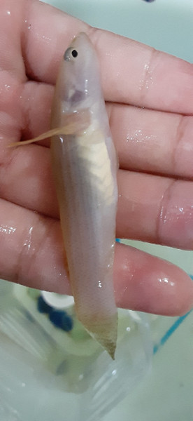 質問に添付された魚の写真
