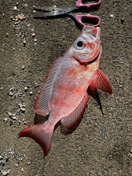 質問に添付された魚の写真