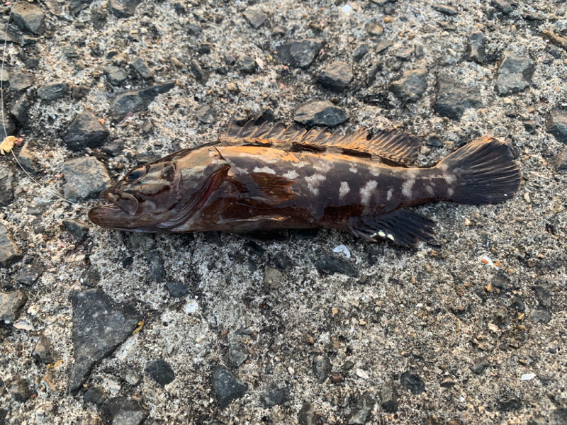 質問に添付された魚の写真