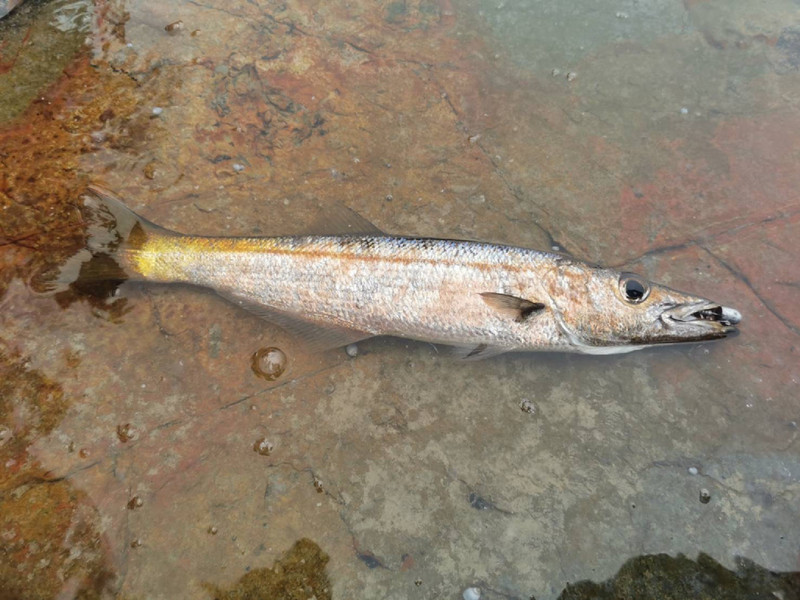 質問に添付された魚の写真