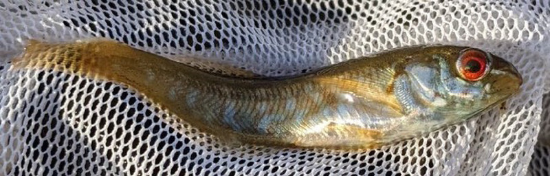 質問に添付された魚の写真