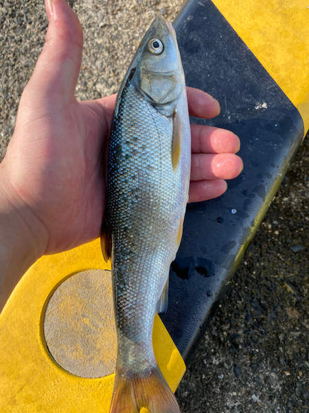質問に添付された魚の写真