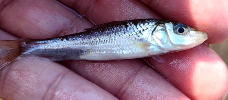 質問に添付された魚の写真