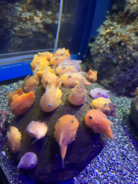 質問に添付された魚の写真