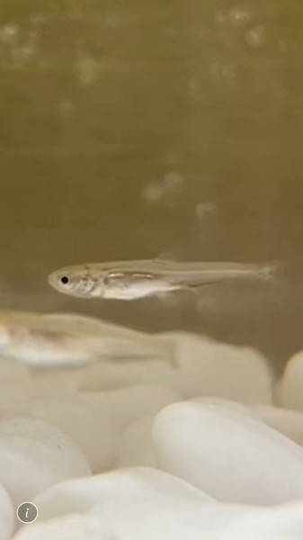 質問に添付された魚の写真