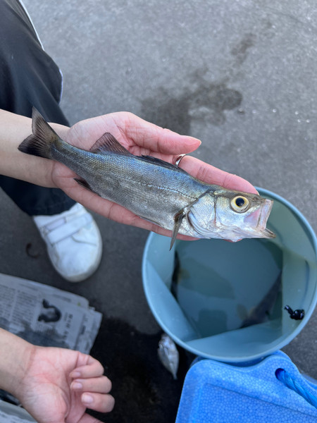 質問に添付された魚の写真