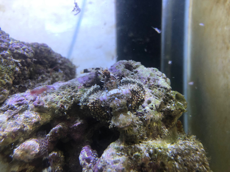 質問に添付された魚の写真