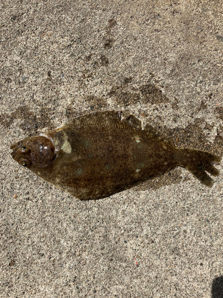 質問に添付された魚の写真
