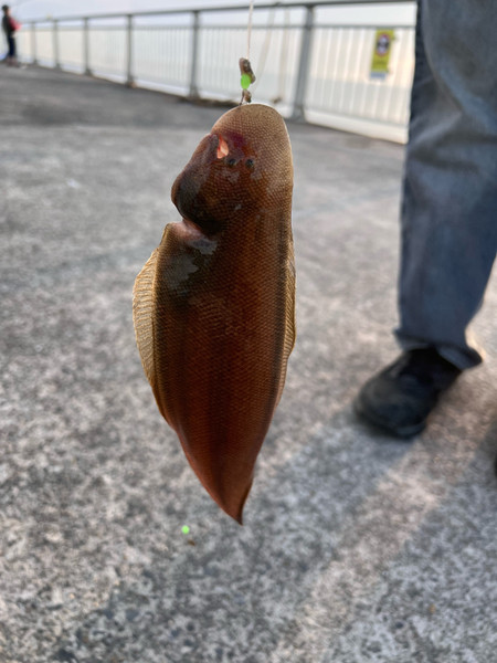 質問に添付された魚の写真