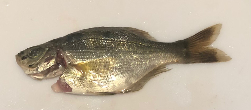 質問に添付された魚の写真