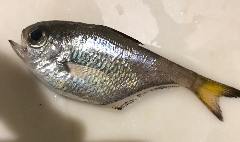 質問に添付された魚の写真