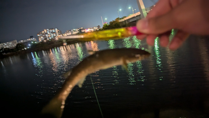 質問に添付された魚の写真