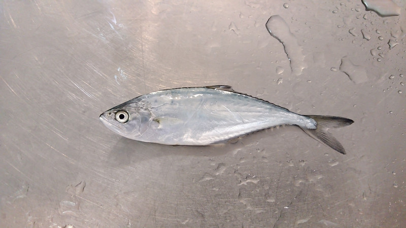 質問に添付された魚の写真